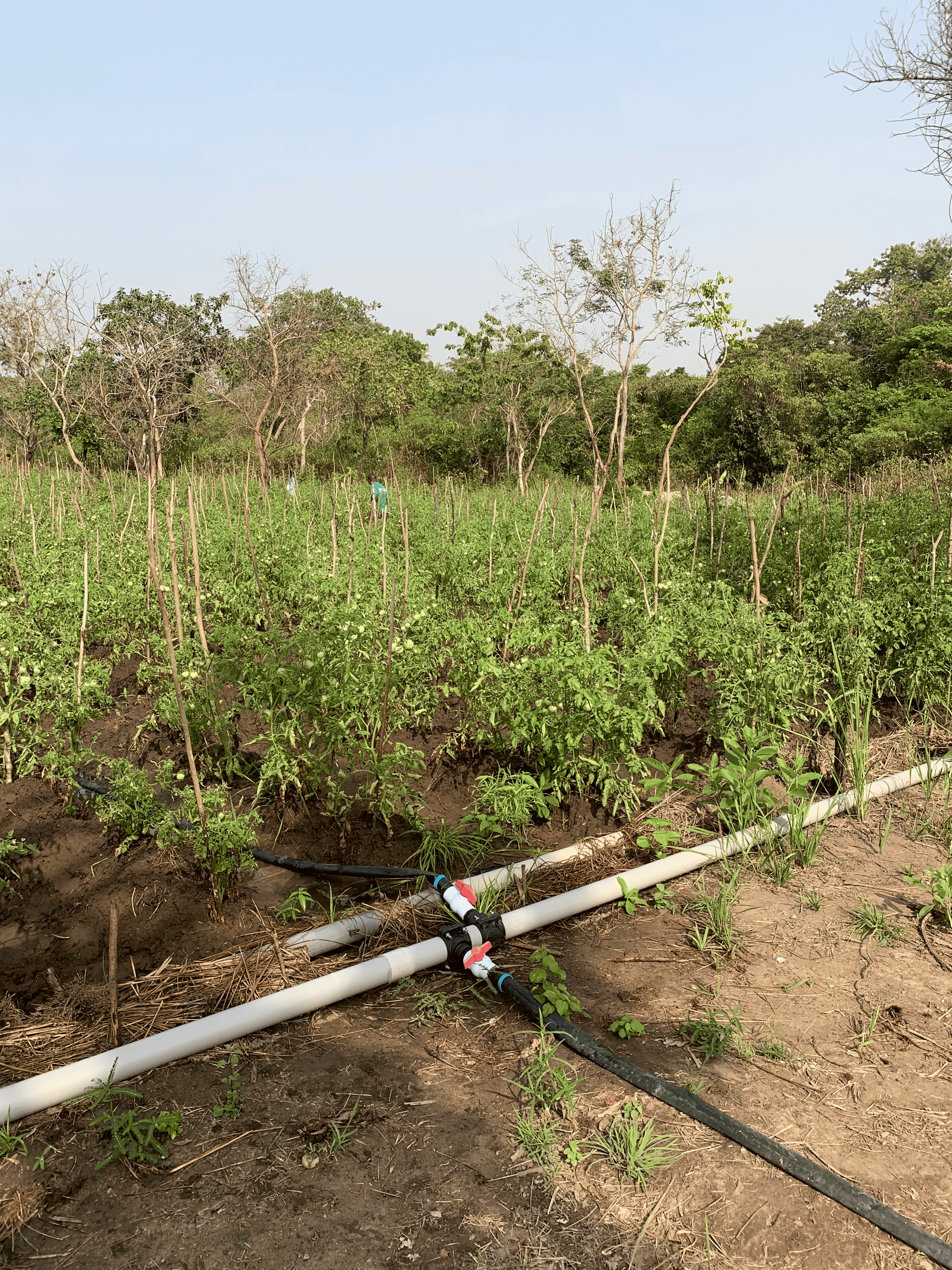 Irrigation Laser Spray